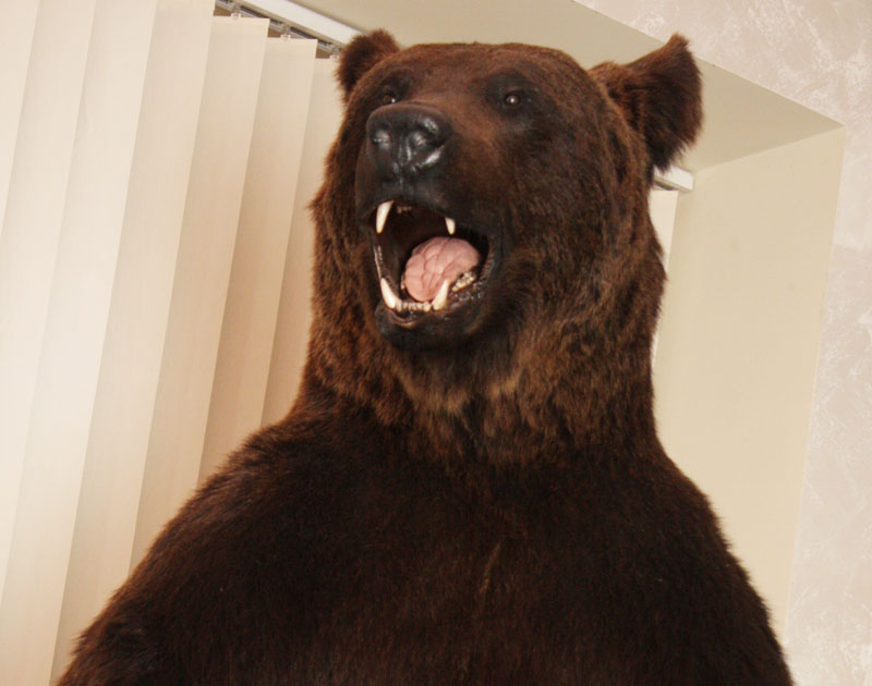 Чучело медведя в ресторане «Белый берег»