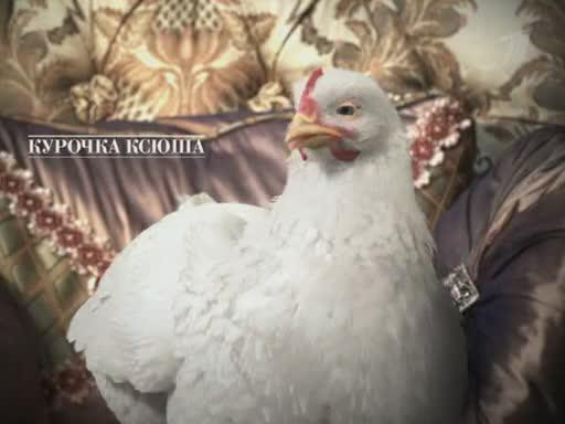 Ксения Собчак в рекламе куриного мяса «Петелинка»