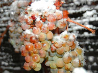 Подмороженный виноград для айсвайна